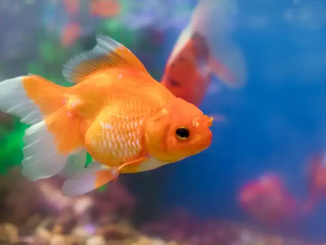 hình ảnh cá chép đẹp