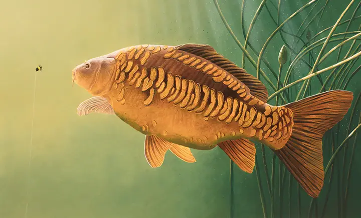 hình ảnh cá chép đẹp