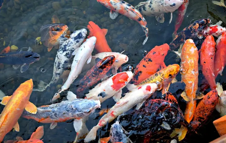 hình ảnh cá chép đẹp