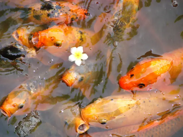 hình ảnh cá chép đẹp
