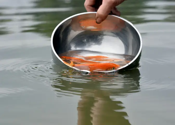 hình ảnh cá chép đẹp