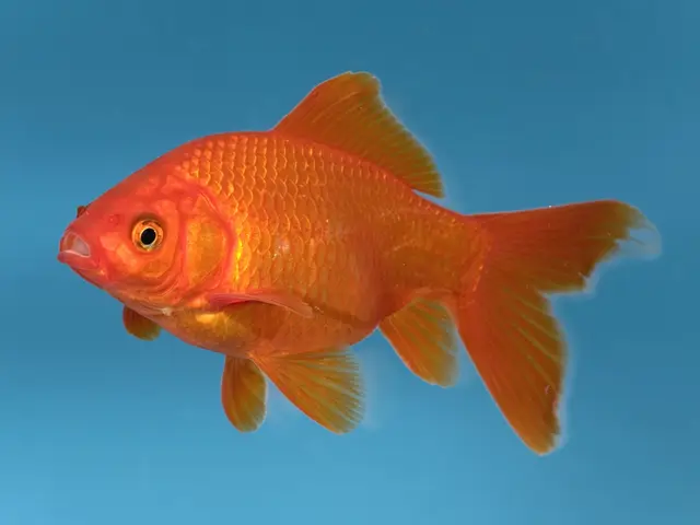 hình ảnh cá chép đẹp