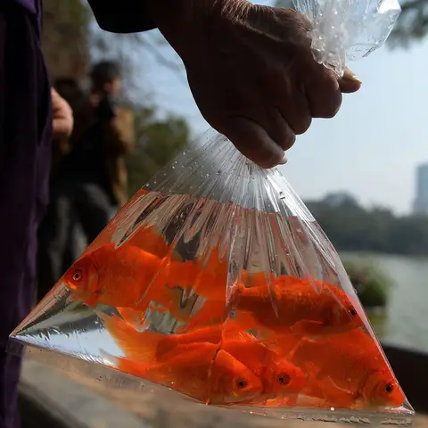 hình ảnh cá chép đẹp