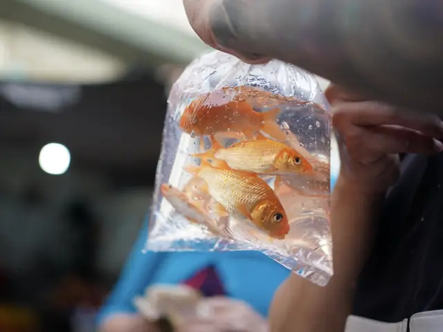 hình ảnh cá chép đẹp