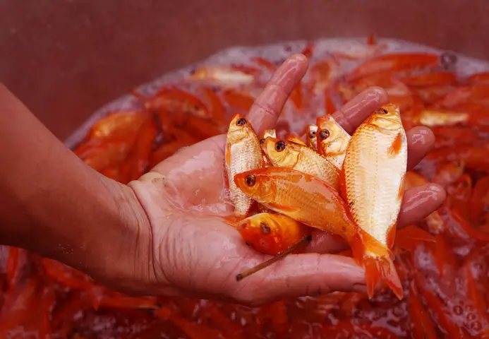 hình ảnh cá chép đẹp