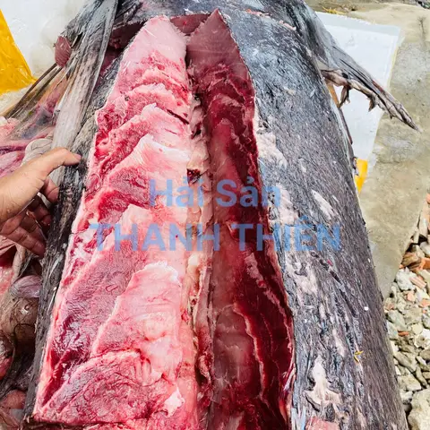 hình ảnh cá cờ hình ảnh cá cờ