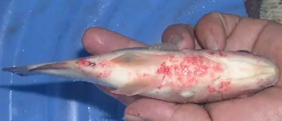 hình ảnh cá rô phi hình ảnh cá rô phi