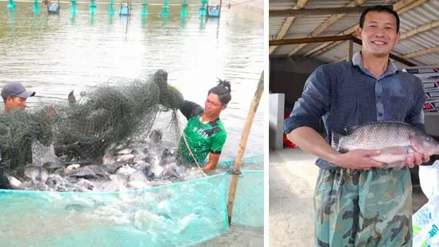 hình ảnh cá rô phi hình ảnh cá rô phi