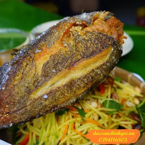 hình ảnh cá sặc hình ảnh cá sặc