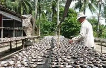 hình ảnh cá sặc rằn hình ảnh cá sặc rằn