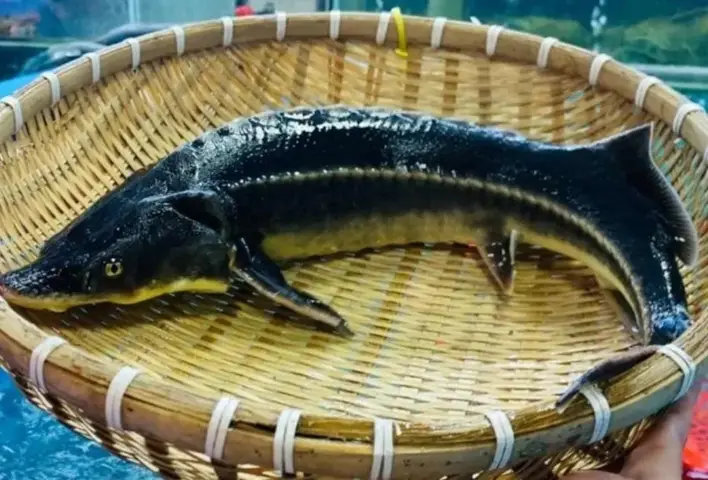 hình ảnh cá tầm hình ảnh cá tầm