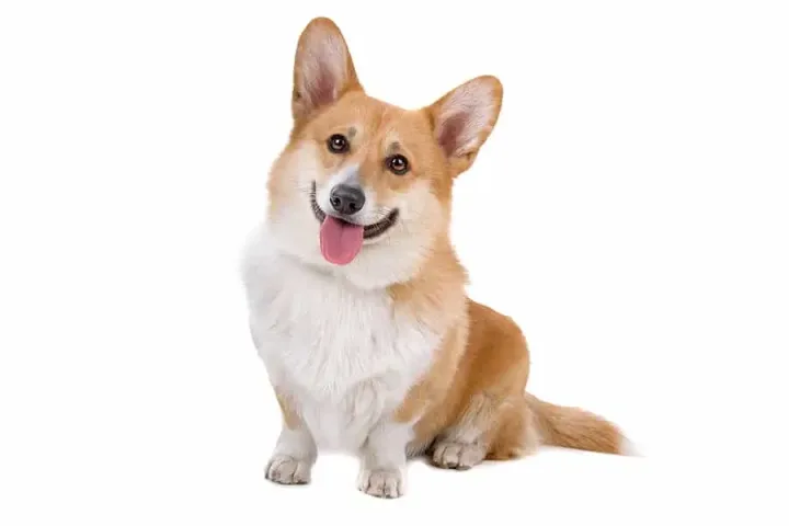 Hình Ảnh Chó Corgi Dễ Thương Và Đặc Điểm Nổi Bật Của Chúng Tổng quan về chó Corgi