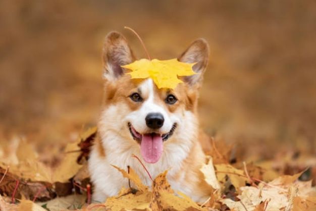 Hình Ảnh Chó Corgi Dễ Thương Và Đặc Điểm Nổi Bật Của Chúng Đặc điểm ngoại hình của chó Corgi