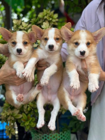 Hình Ảnh Chó Corgi Dễ Thương Và Đặc Điểm Nổi Bật Của Chúng Tính cách và hành vi của chó Corgi