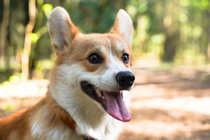Hình Ảnh Chó Corgi Dễ Thương Và Đặc Điểm Nổi Bật Của Chúng Chế độ dinh dưỡng cho chó Corgi