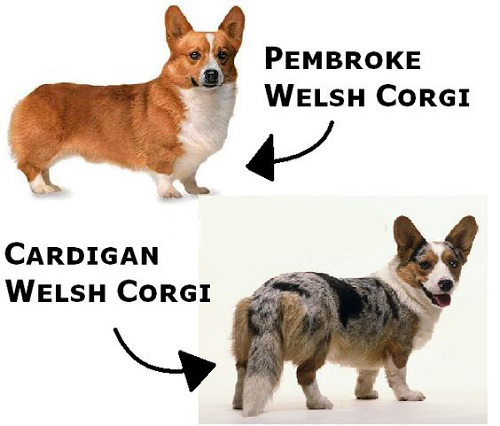 Hình Ảnh Chó Corgi Dễ Thương Và Đặc Điểm Nổi Bật Của Chúng Các giống chó Corgi phổ biến