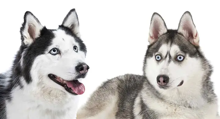Cách Phân Biệt Chó Husky và Alaska Chi Tiết Nhất Qua Hình Ảnh Cách Phân Biệt Chó Husky và Alaska Chi Tiết Nhất Qua Hình Ảnh