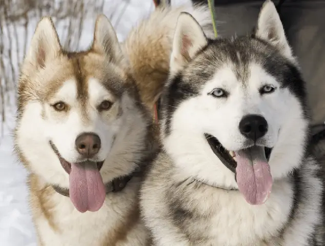 Cách Phân Biệt Chó Husky và Alaska Chi Tiết Nhất Qua Hình Ảnh hình ảnh chó husky và alaska