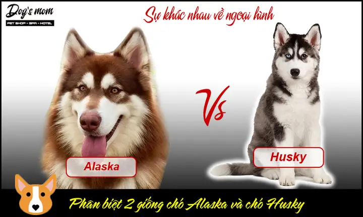 Cách Phân Biệt Chó Husky và Alaska Chi Tiết Nhất Qua Hình Ảnh hình ảnh chó husky và alaska
