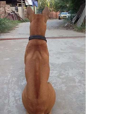 đặc điểm chó phú quốc cổ xưa