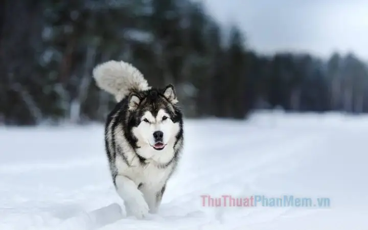 Khám Phá Toàn Diện Vẻ Đẹp & Đặc Tính Qua Hình Ảnh Chú Chó Husky Khám Phá Toàn Diện Vẻ Đẹp & Đặc Tính Qua Hình Ảnh Chú Chó Husky