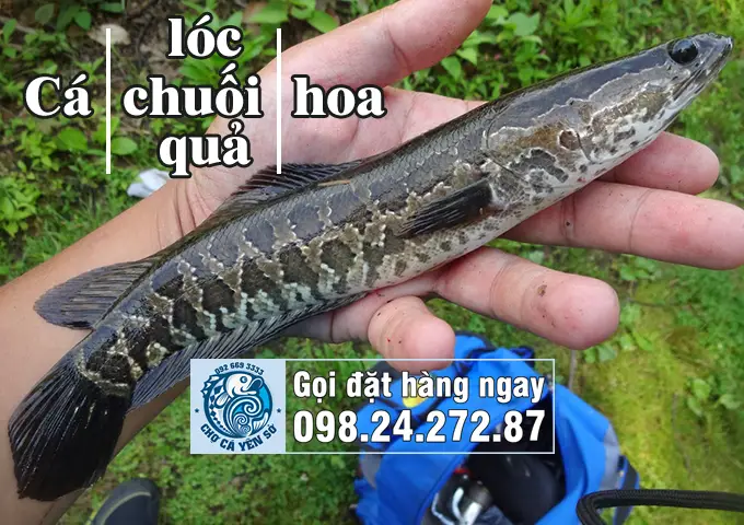 hình ảnh con cá lóc hình ảnh con cá lóc