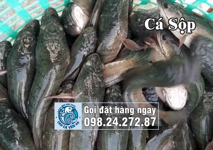 hình ảnh con cá lóc hình ảnh con cá lóc