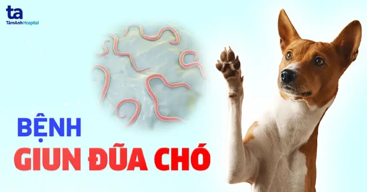 Giun Đũa Chó: Nhận Diện Hình Ảnh, Tác Hại Và Biện Pháp Phòng Ngừa Toàn Diện hình ảnh giun đũa chó