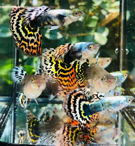 hình cá guppy đẹp