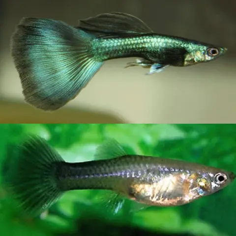 Hình cá Guppy đẹp: Khám phá vẻ đẹp cuốn hút mọi ánh nhìn hình cá guppy đẹp