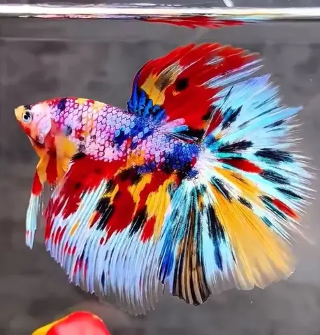 hình cá lia thia đẹp hình cá lia thia đẹp