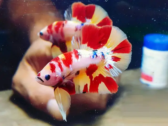 hình cá lia thia đẹp hình cá lia thia đẹp