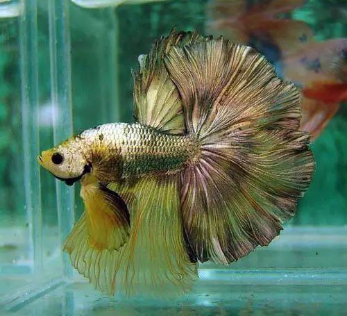 hình cá lia thia đẹp hình cá lia thia đẹp