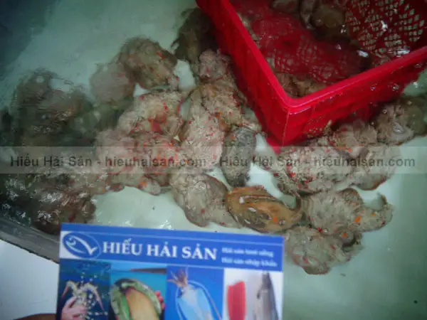 hình cá mặt quỷ hình cá mặt quỷ