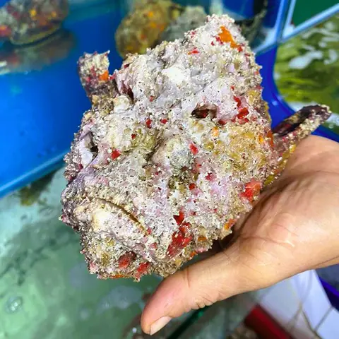 hình cá mặt quỷ hình cá mặt quỷ