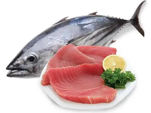 hình cá ngừ đại dương hình cá ngừ đại dương
