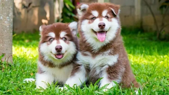 Hình chó Husky dễ thương biểu cảm độc đáo hình chó husky dễ thương