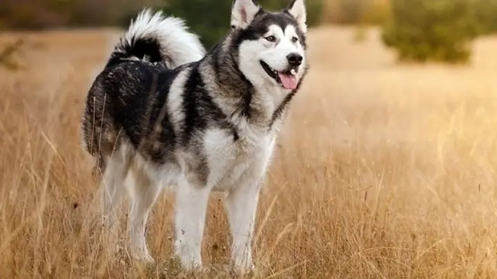 Hình chó Husky dễ thương với biểu cảm hài hước hình chó husky dễ thương