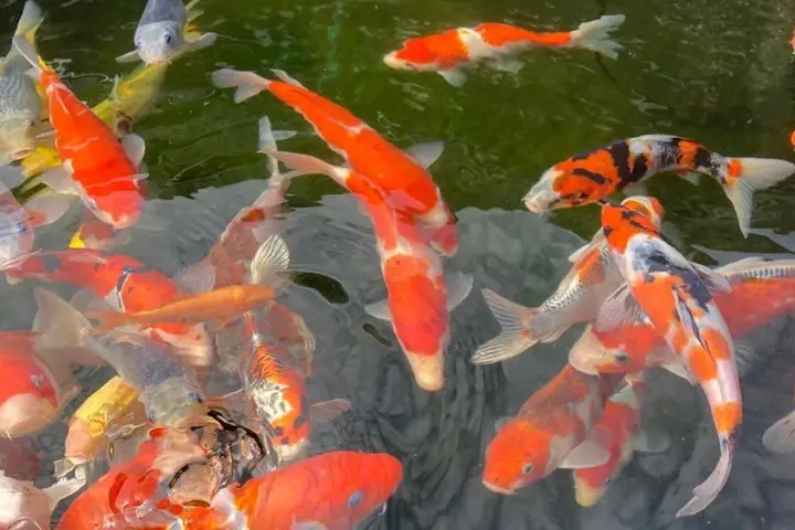 Khám Phá Thế Giới Sống Động Của Hình Nền 3D Cá Koi hình nền 3d cá koi