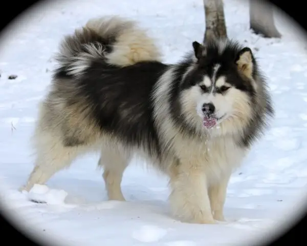 hình nền máy tính chó alaska