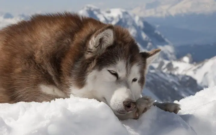 hình nền máy tính chó alaska