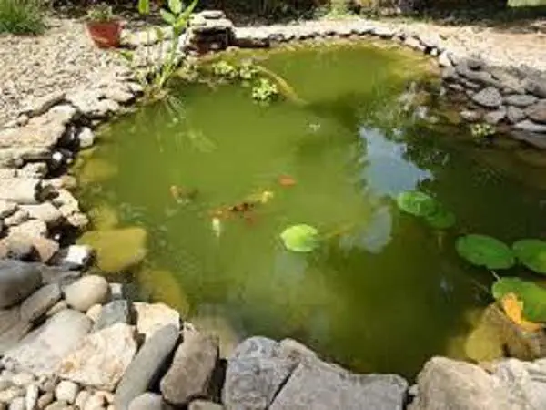 hồ cá bị rêu xanh hồ cá bị rêu xanh