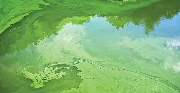 hồ cá bị rêu xanh hồ cá bị rêu xanh