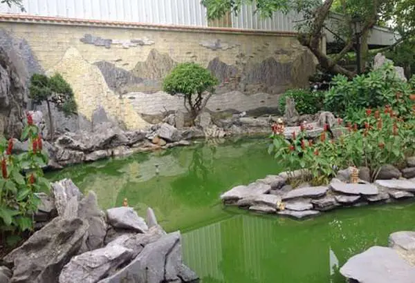 hồ cá bị rêu xanh hồ cá bị rêu xanh