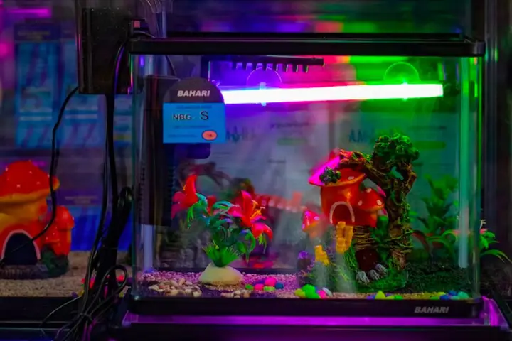 hồ cá mini tự chế hồ cá mini tự chế