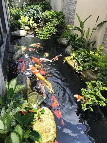 hồ cá sân vườn hồ cá sân vườn