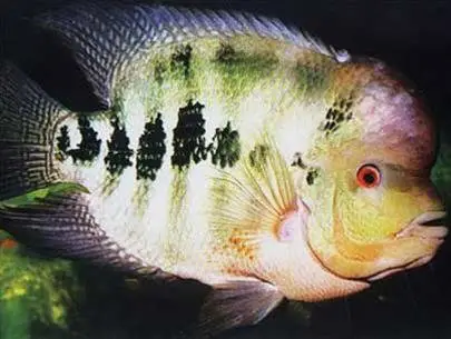 Top Địa Chỉ Cho Hội Cá La Hán Hà Nội Mua Bán, Giao Lưu Uy Tín hội cá la hán hà nội