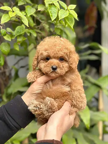 hội mua bán chó alaska