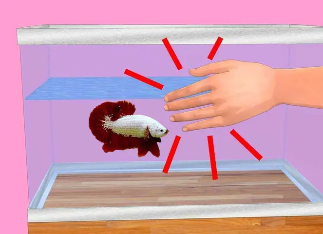 Hướng Dẫn Chi Tiết Cách Huấn Luyện Cá Betta Hiệu Quả Nhất huấn luyện cá betta