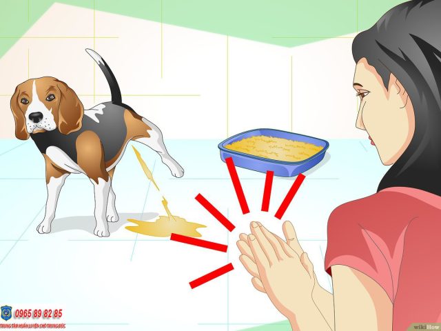 Hướng Dẫn Chi Tiết Cách Huấn Luyện Chó Phú Quốc Con Ngoan Ngoãn
